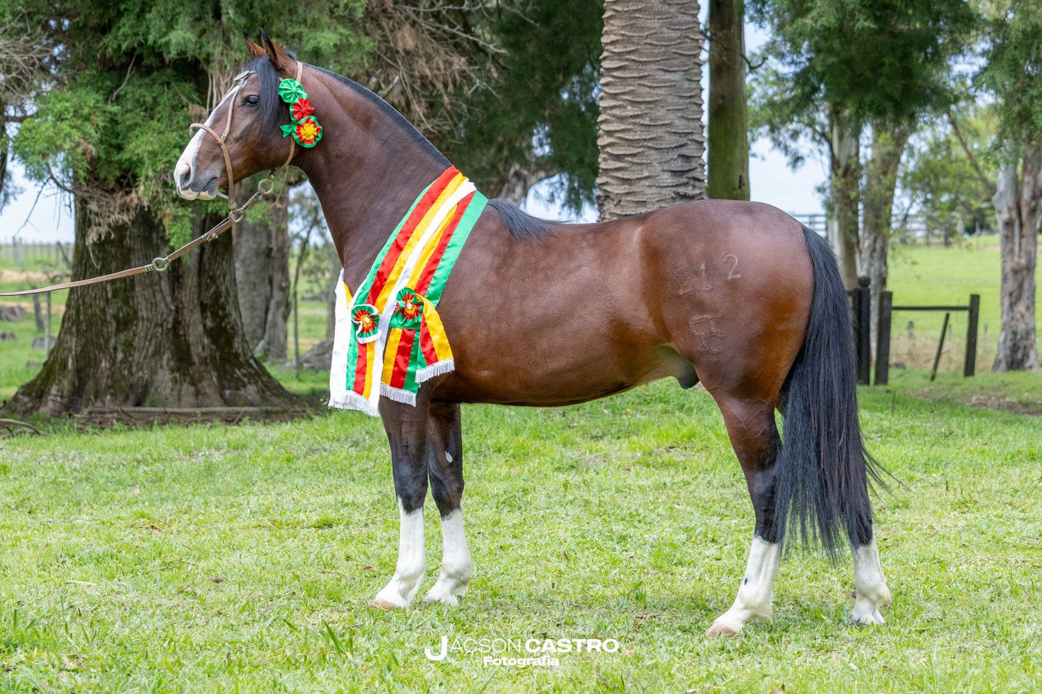 ESTRIBILLO MATTOS