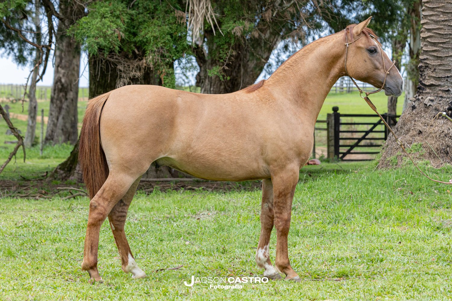 FRONTERIZO MATTOS - 05 Cts de 10%