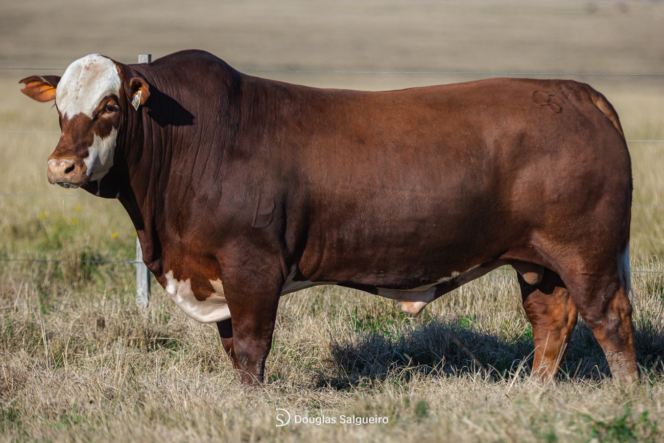 TOURO BRAFORD - TAT: N411