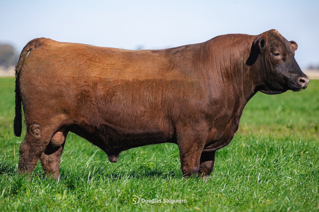 TOURO ANGUS - TAT: 3111