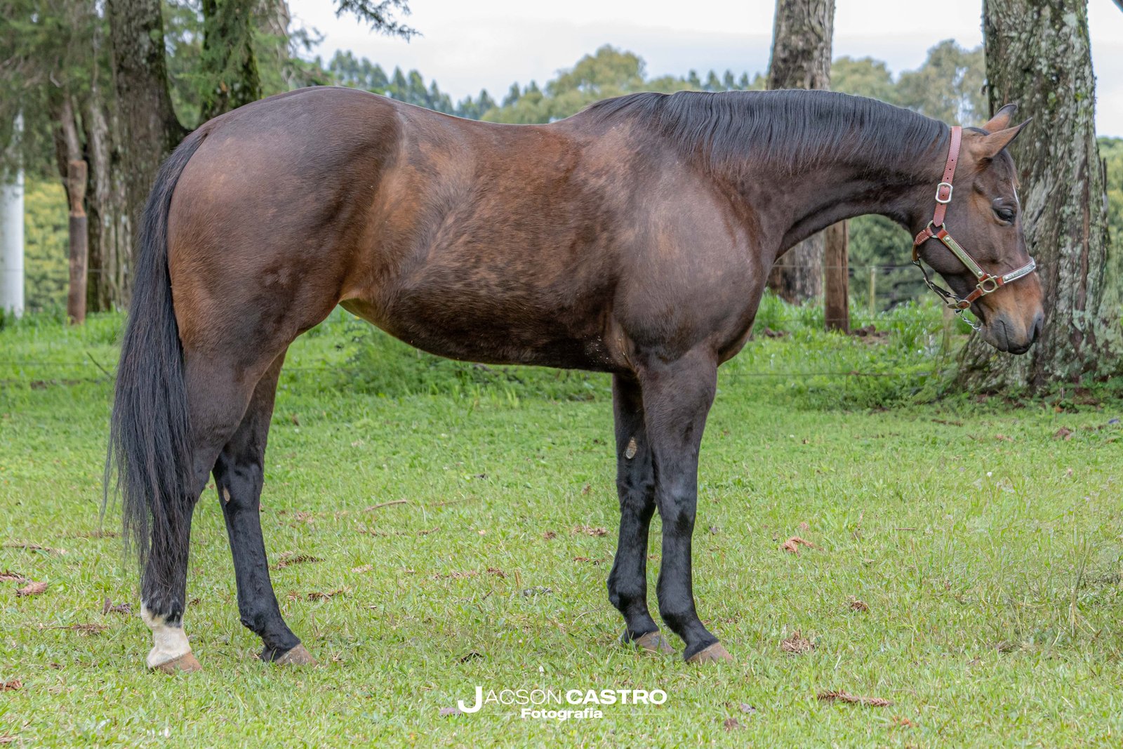 PETTY ERMOSA REY - P294315