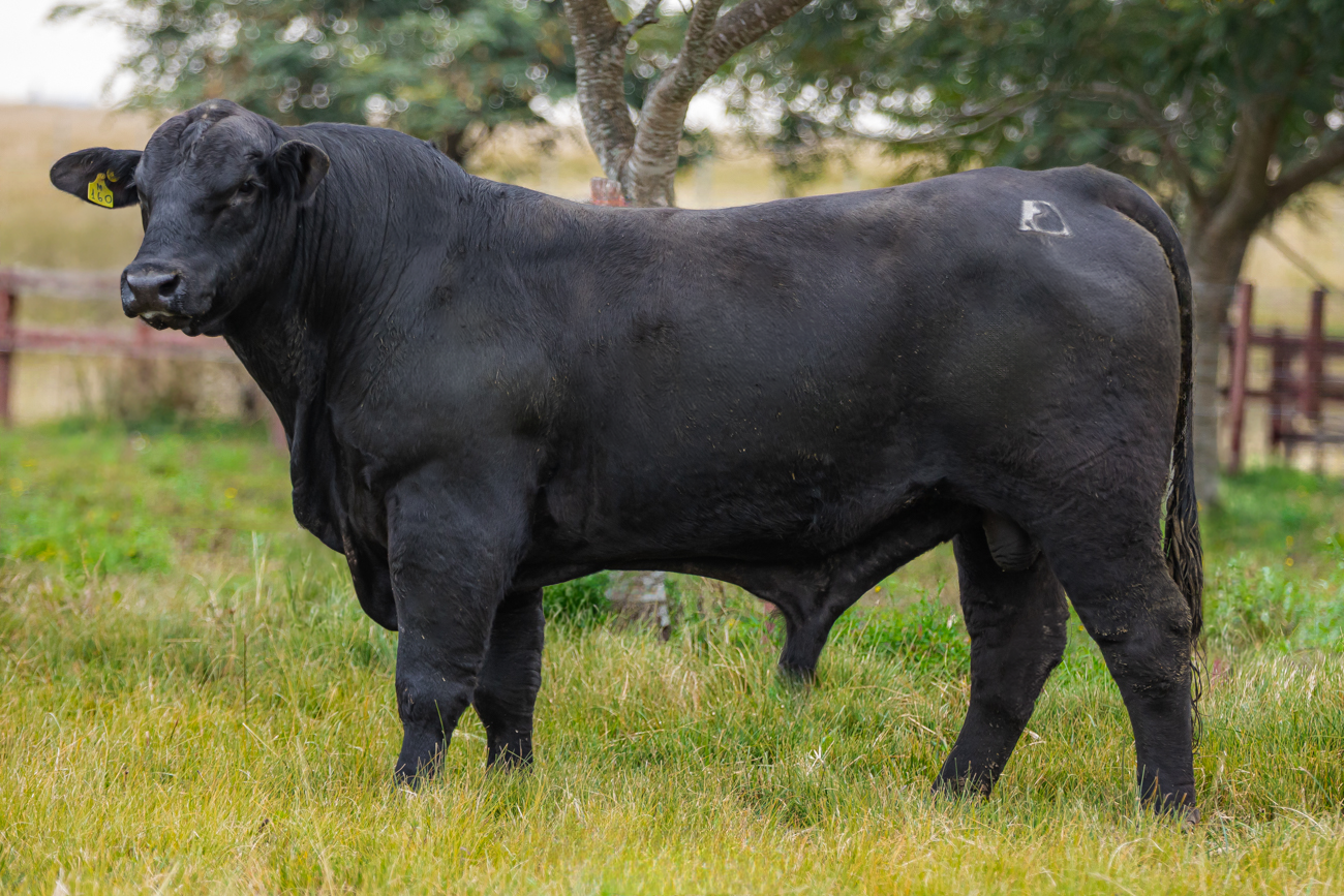 TOURO BRANGUS - TAT: M160