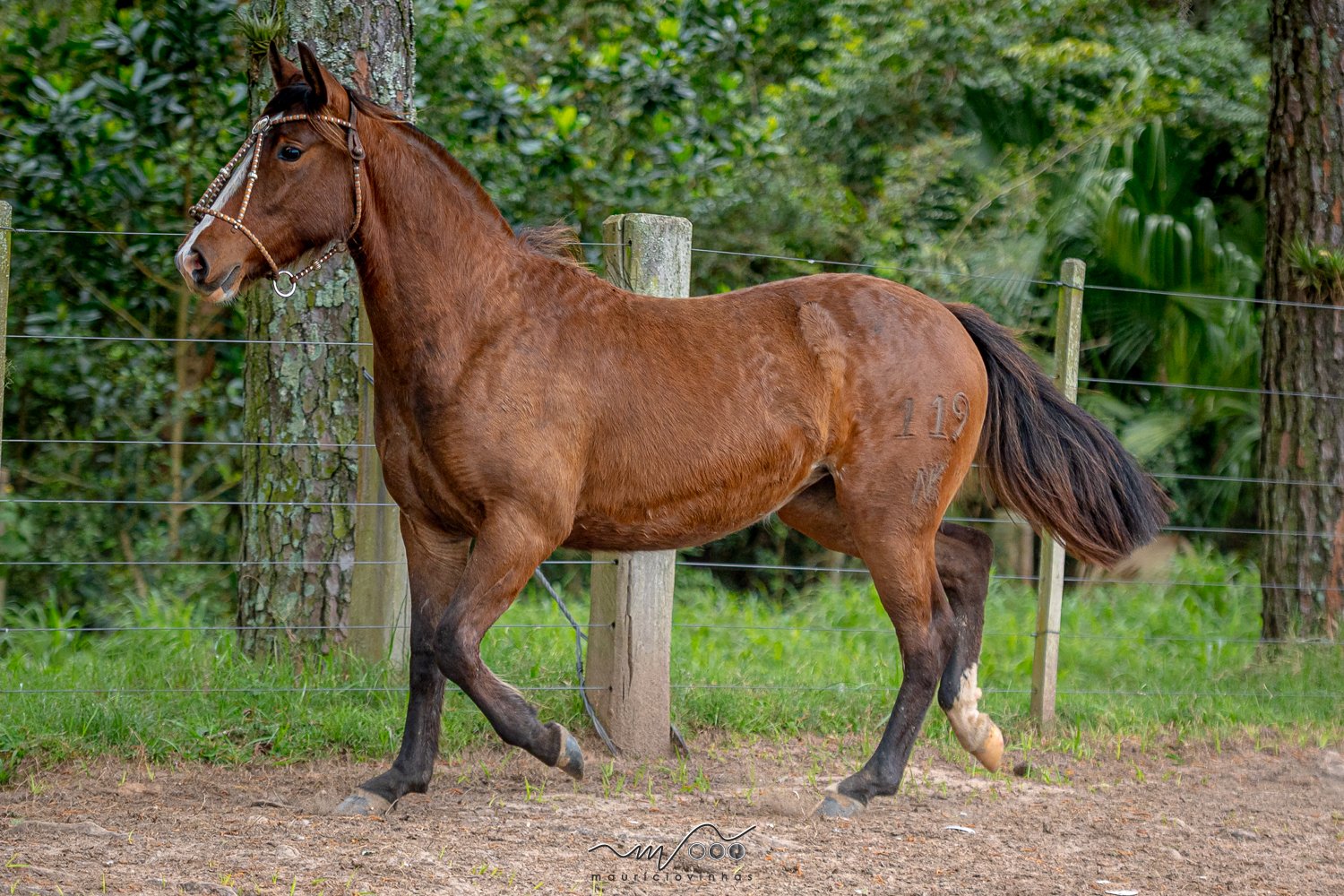 PETÚNIA DA ITÁBIRA