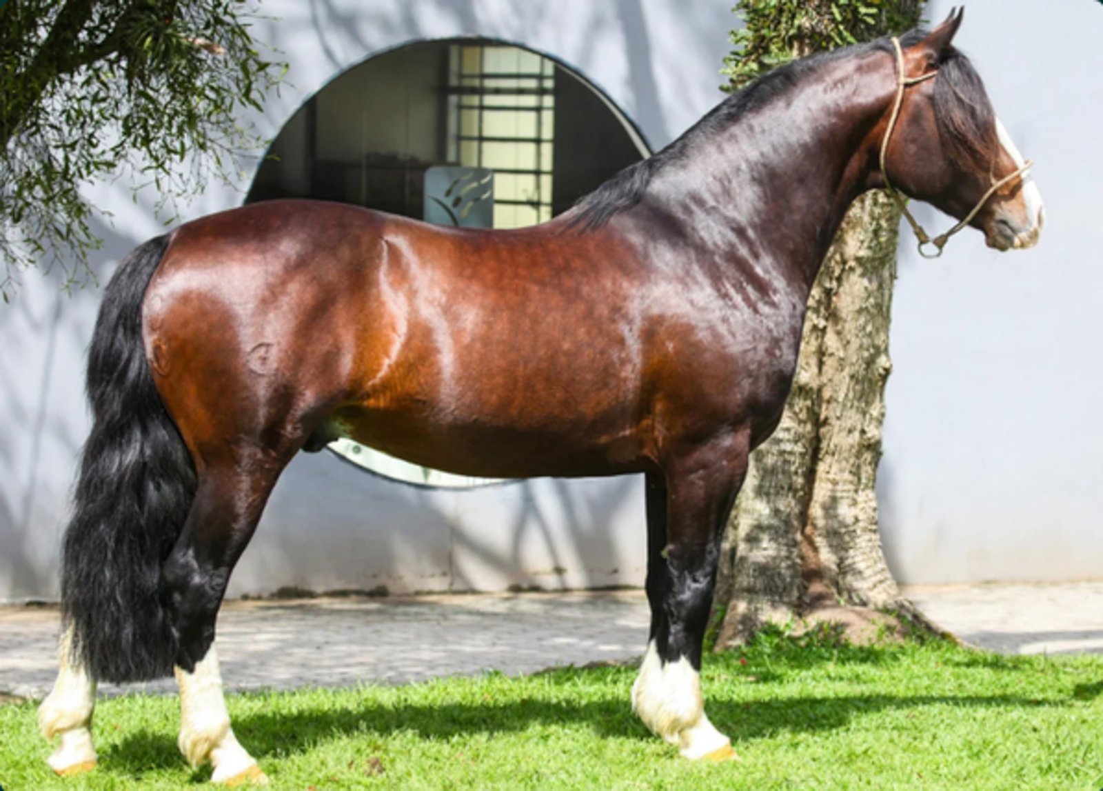 BASCO VALE QUATRO