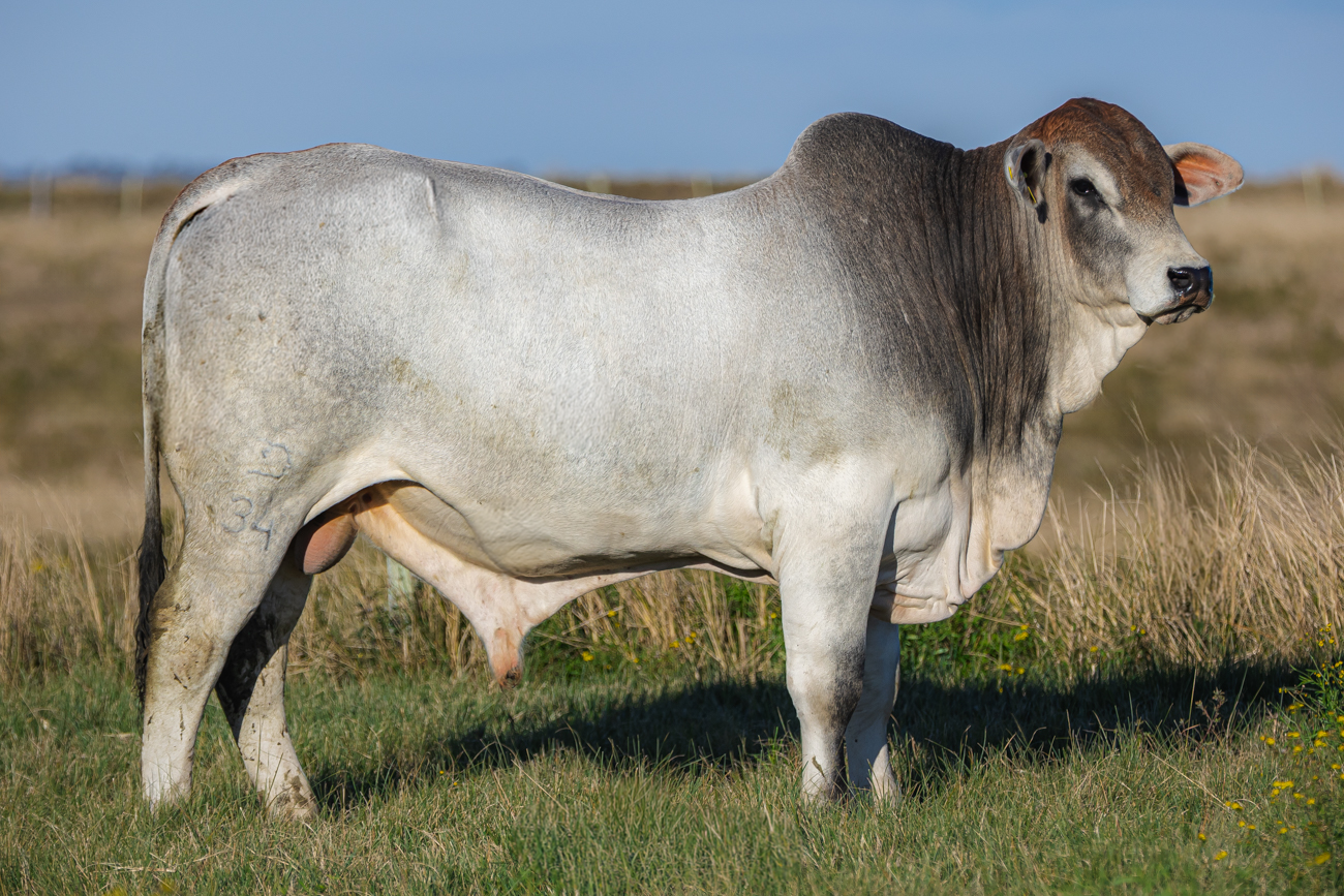 TOURO BRANGUS - TAT: N406 (3/4)