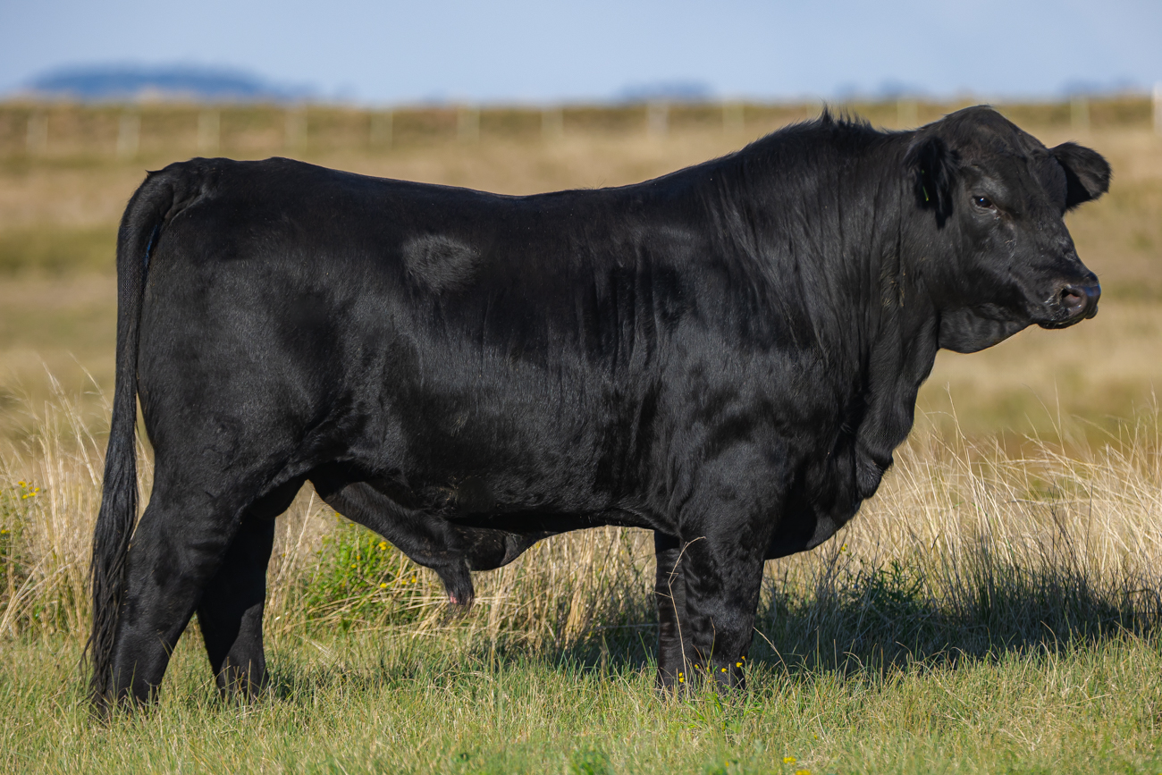 TOURO BRANGUS - TAT: N058