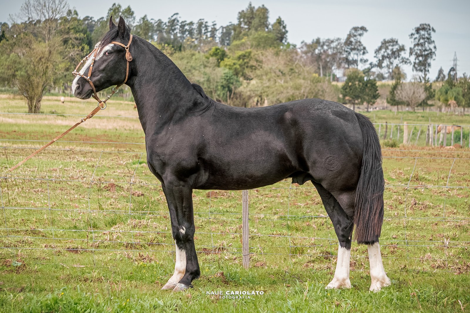 TRUCO DA TROPILHA GAÚCHA
