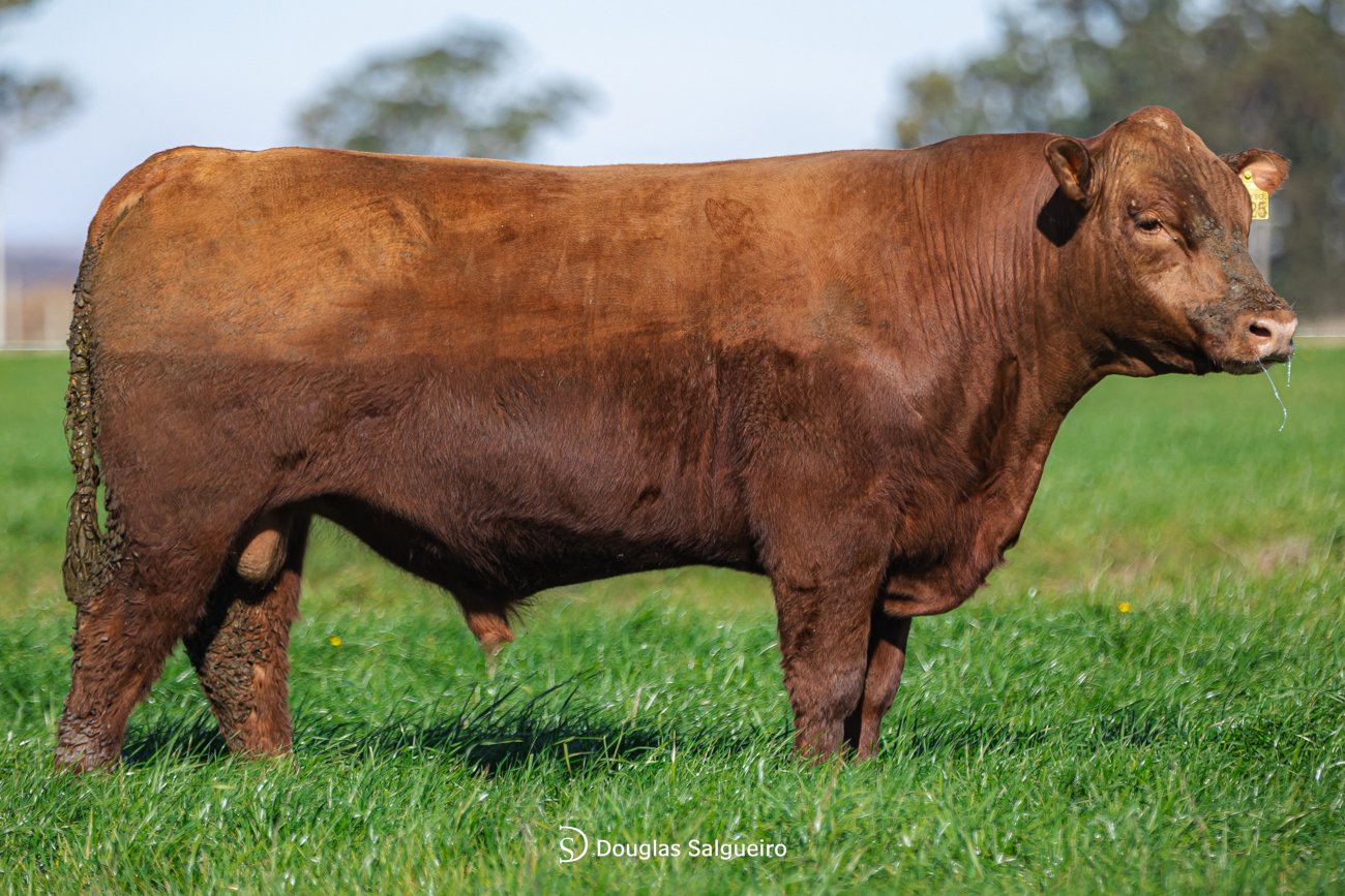 TOURO ANGUS - TAT: 3025