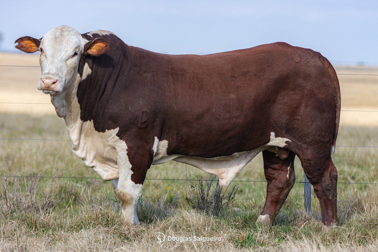 TOURO BRAFORD - TAT: N719