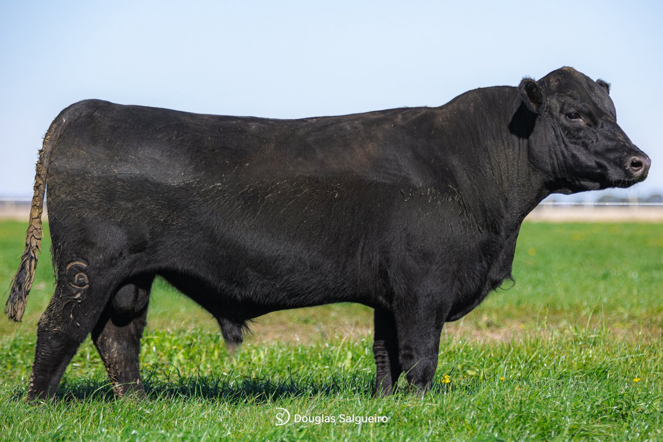 TOURO ANGUS - TAT: 3021