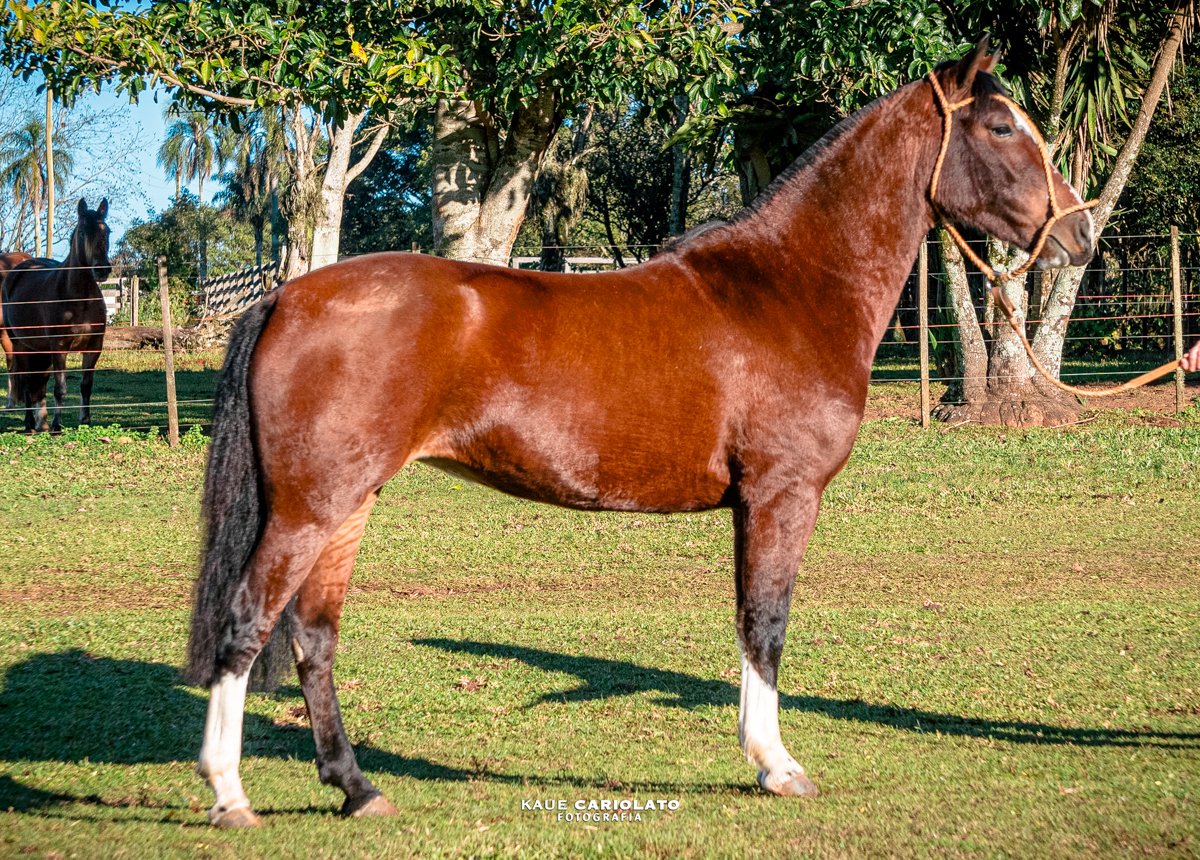 ANA TERRA DA RIO SERRANO