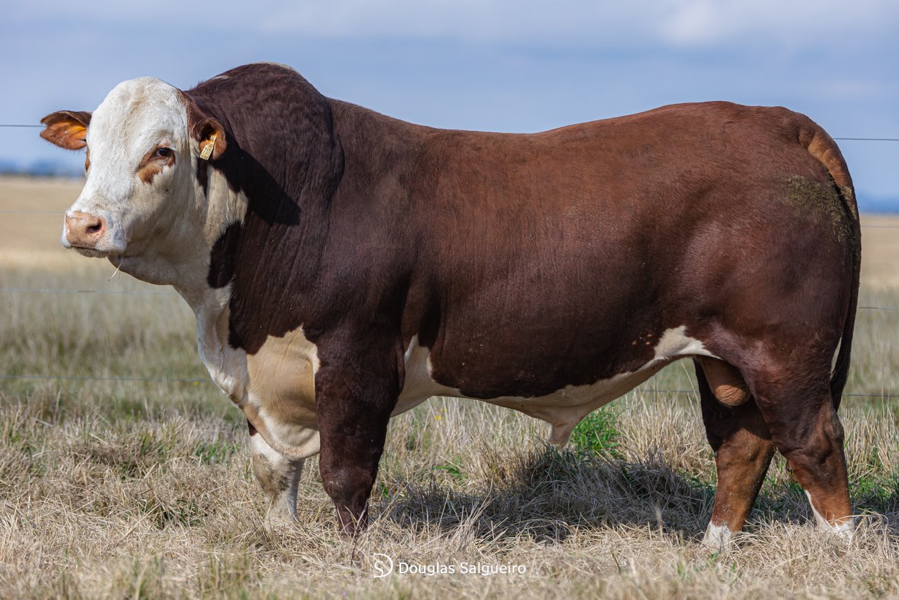 TOURO BRAFORD - TAT: N717