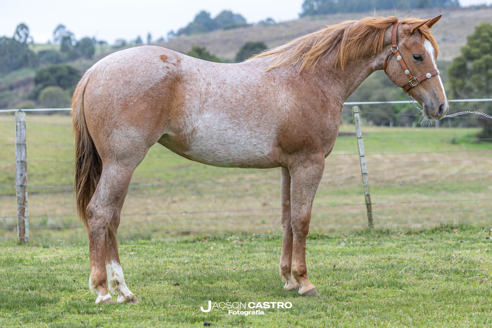 ARRIERO FRECKLES LEG - P405485