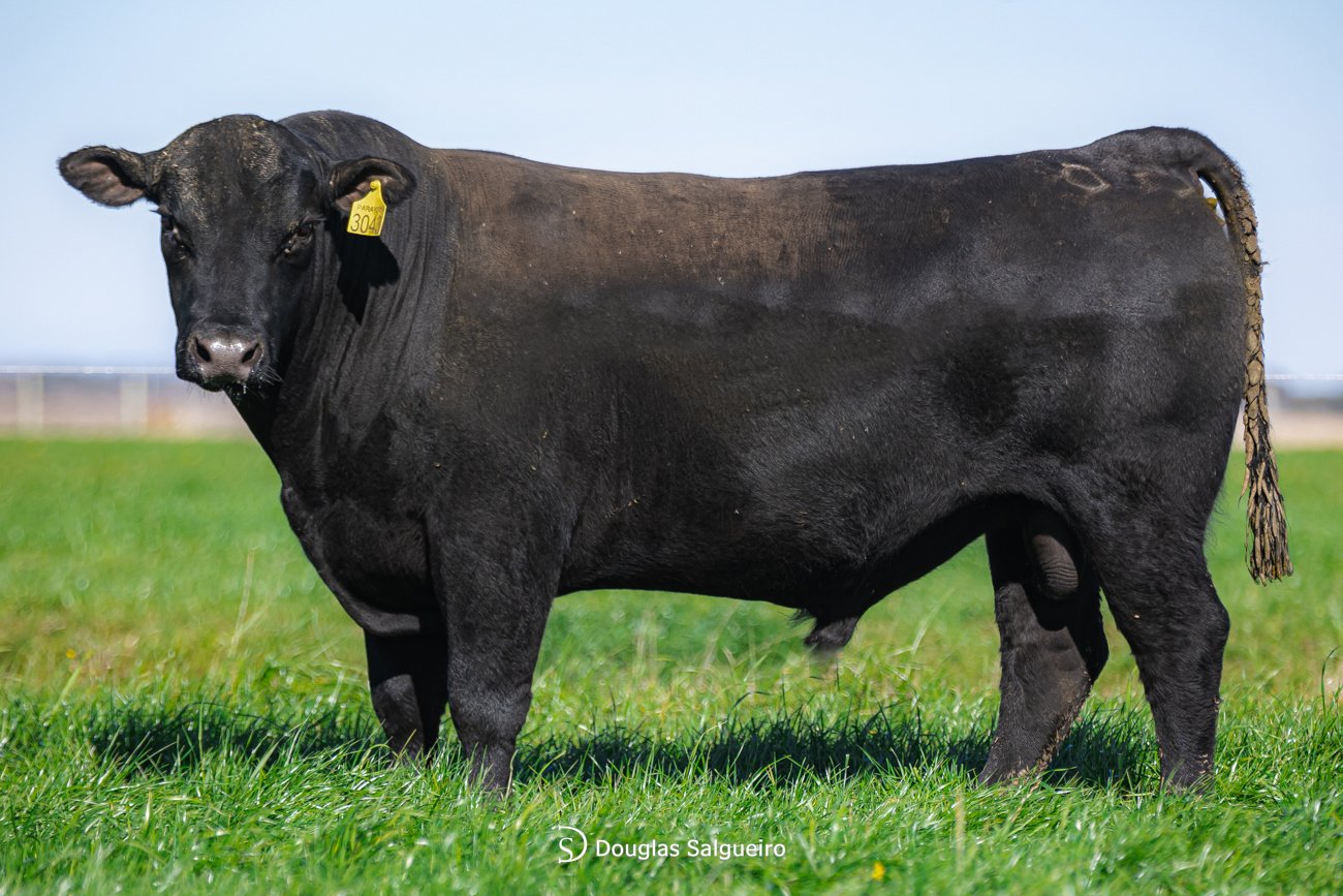TOURO ANGUS - TAT: 3043