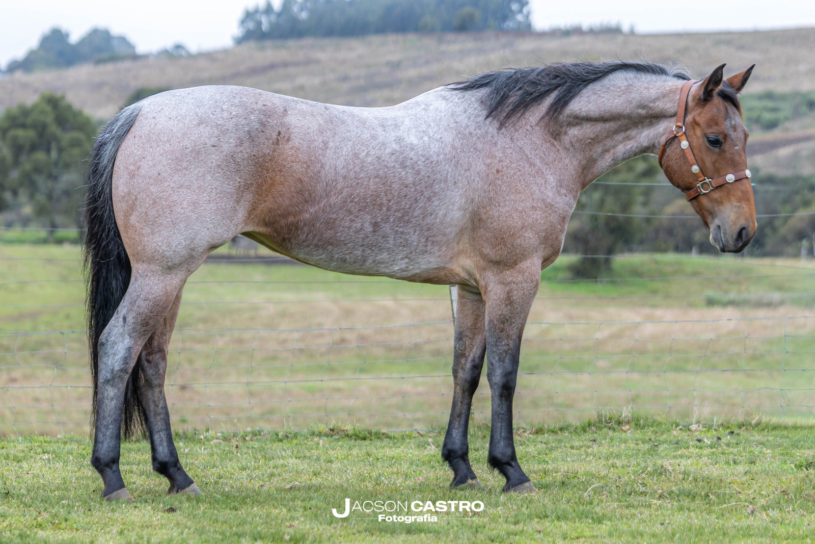 ARRIEROS CAMBICHO - M287696