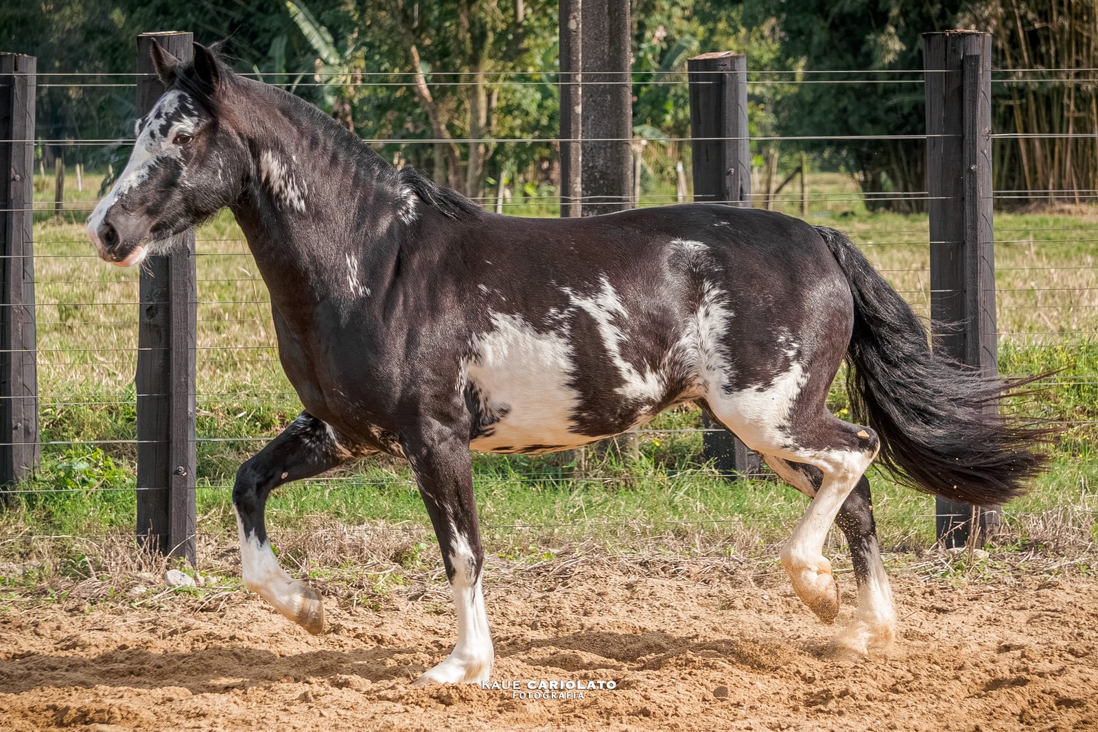 LA BELLA NEGRA 131 DA LPW
