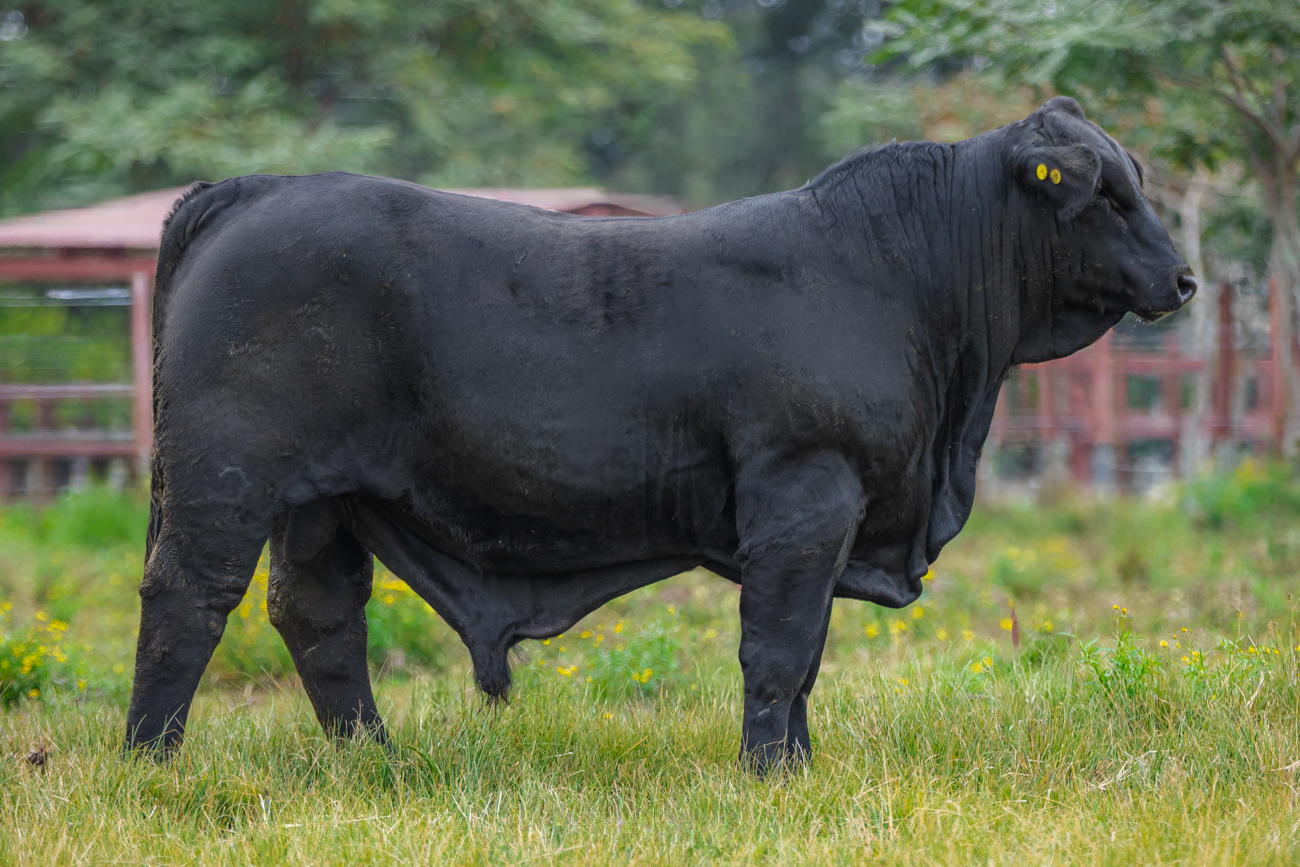 TOURO BRANGUS - TAT: N282