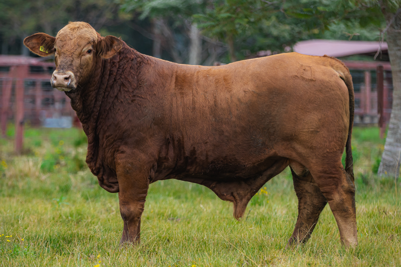 TOURO BRANGUS - TAT: N820