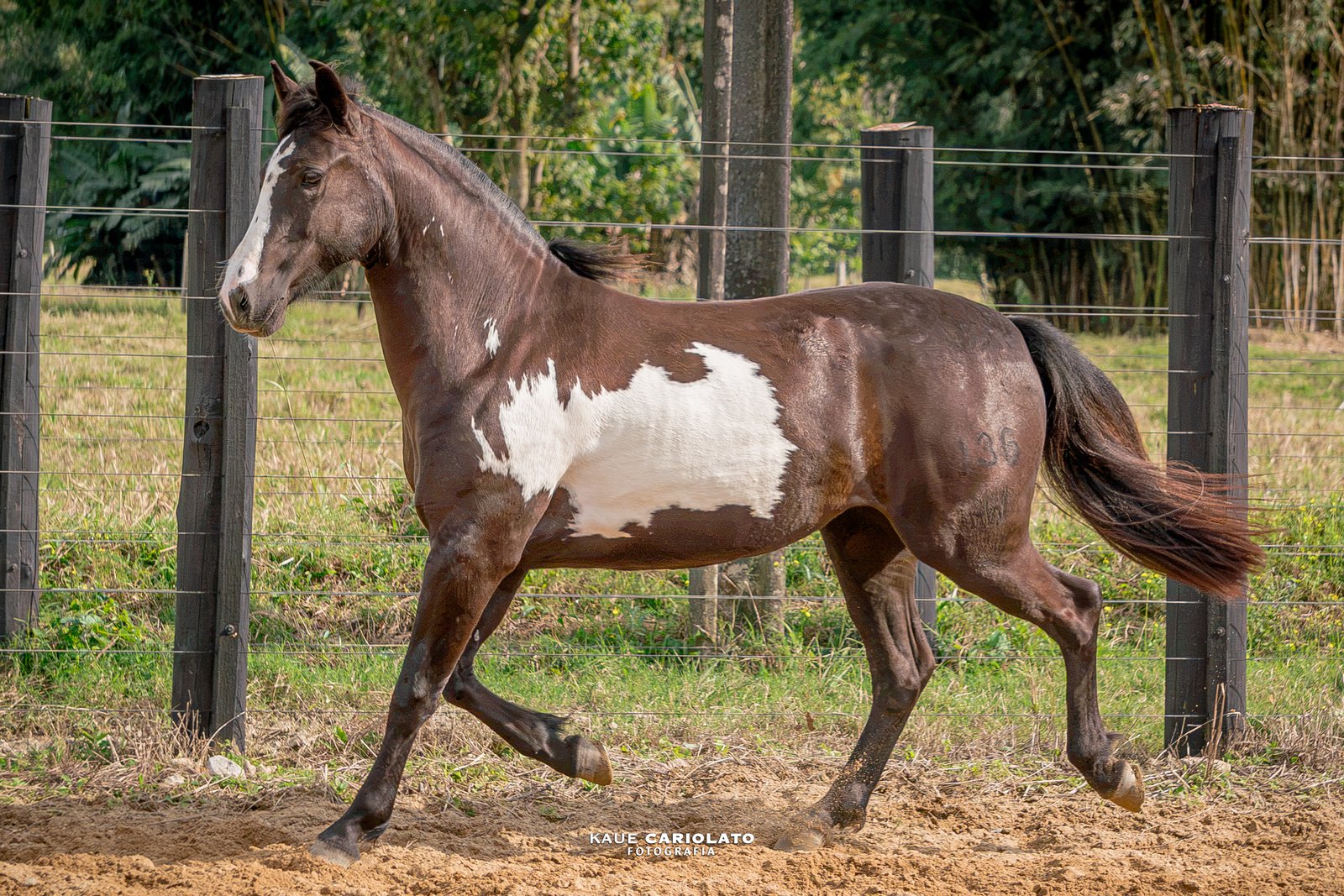 LANÇA NEGRA 136 DA LPW