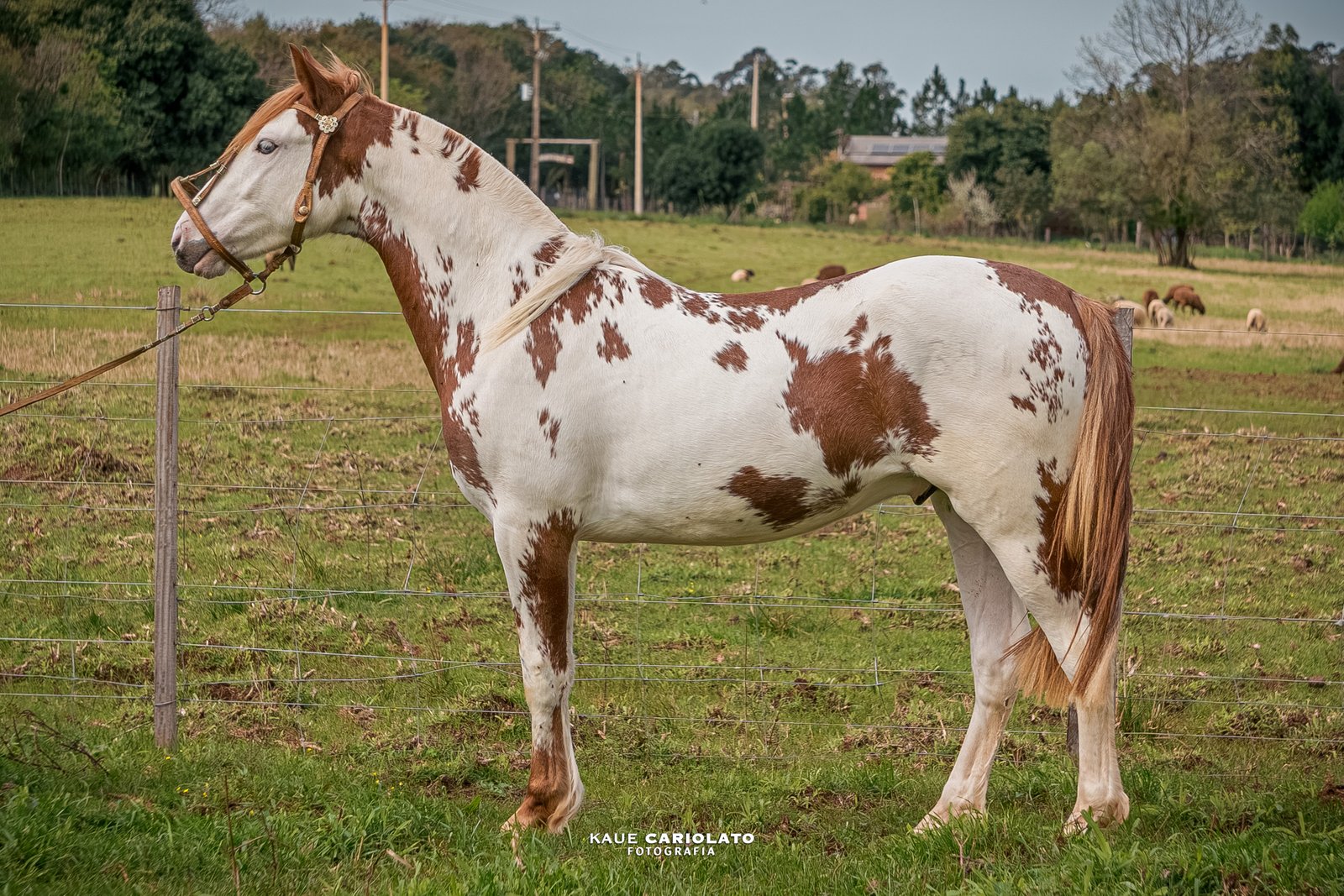 PATRÃO DE HONRA DO BUTUÍ