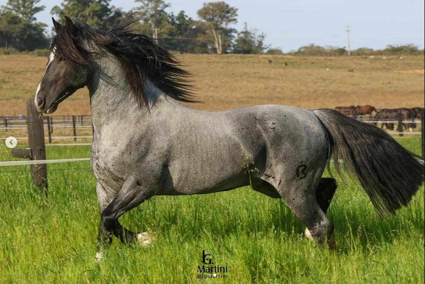OURO NEGRO DE VISTA ALEGRE