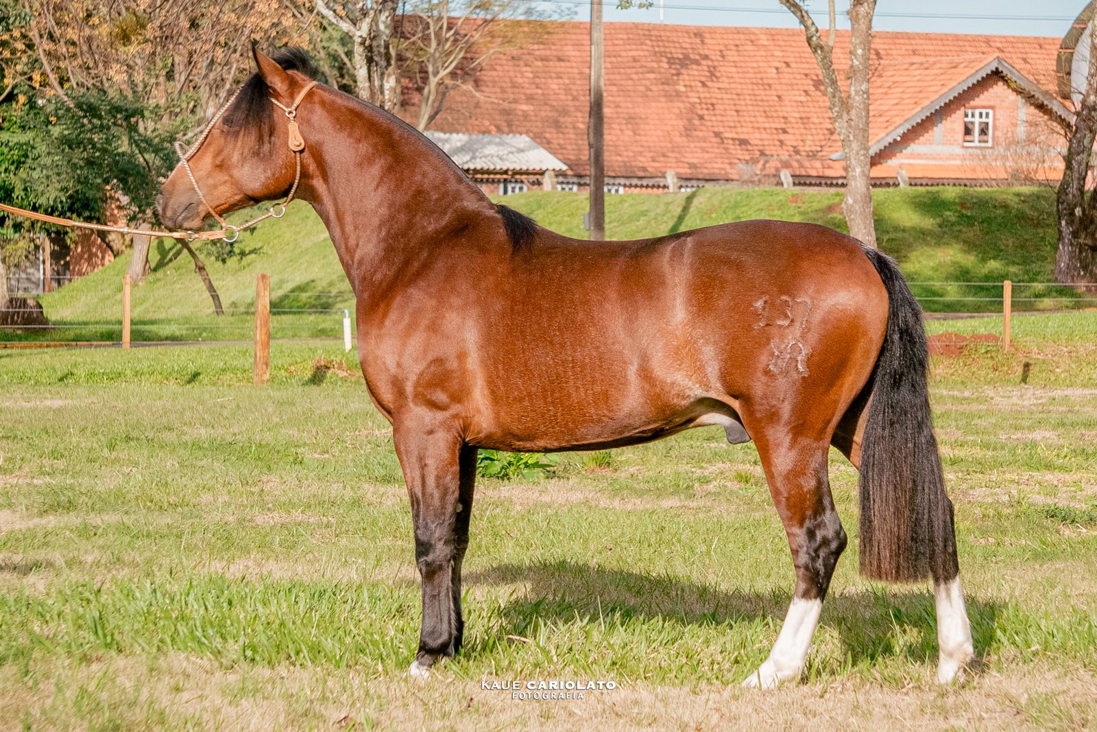 ESTILOSO DA MIMOSA