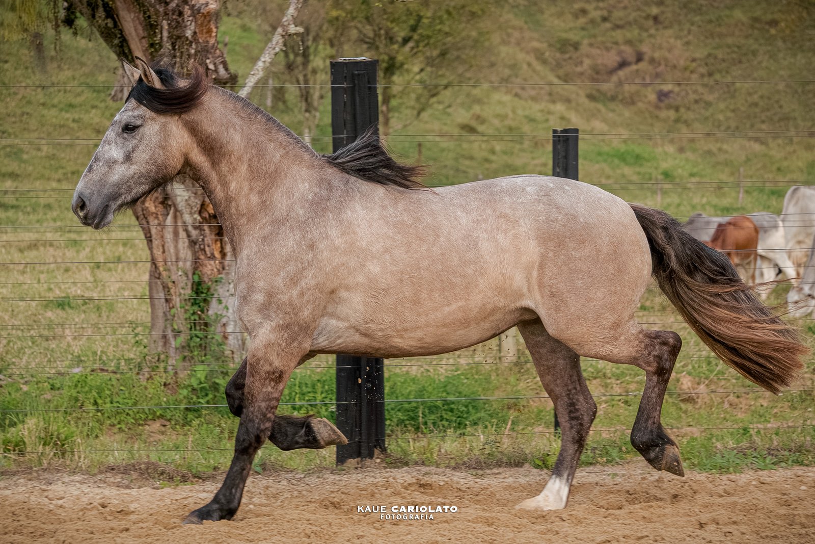 KW SERESTEIRA