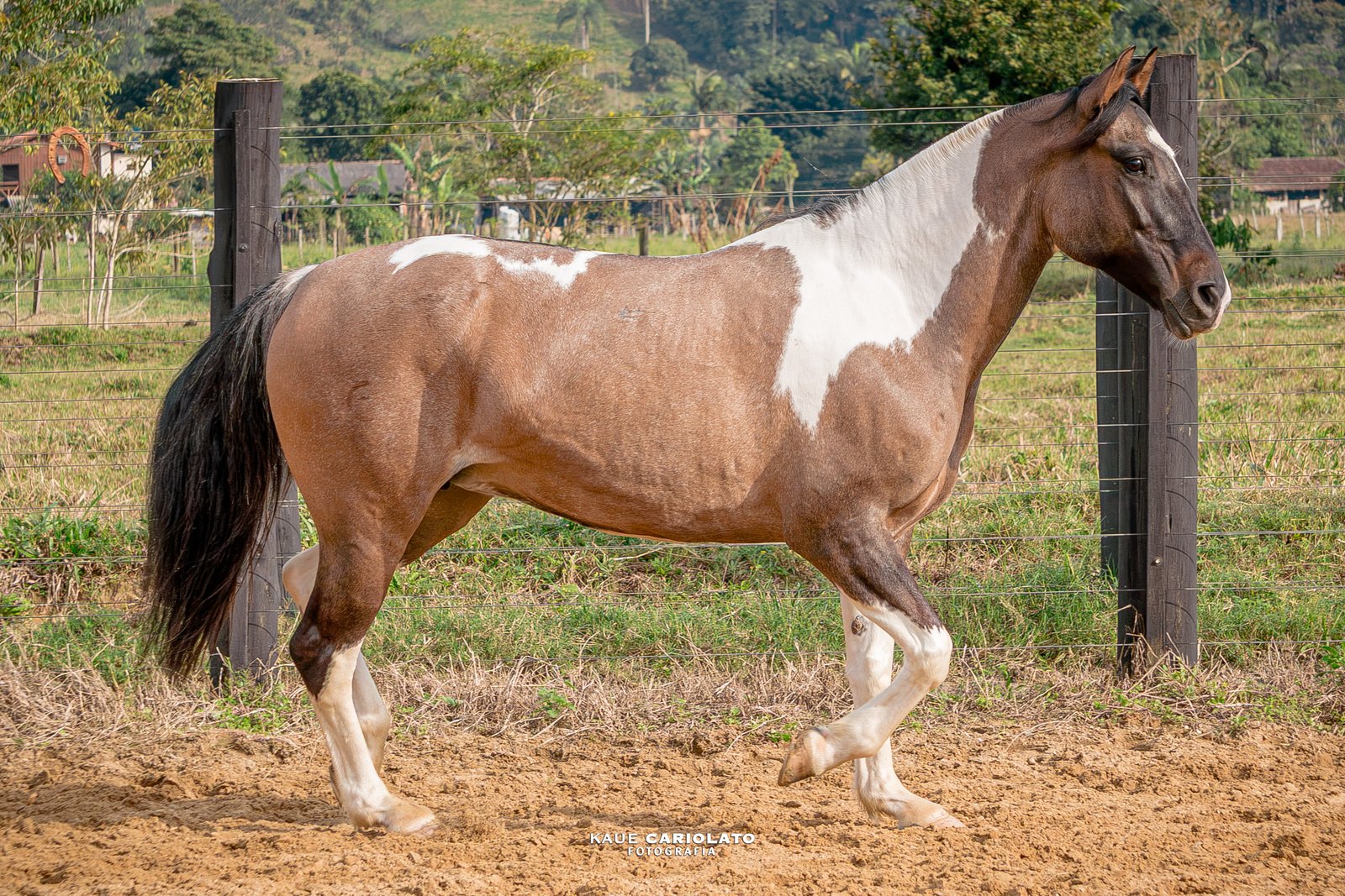 DONZELA DO AIPO