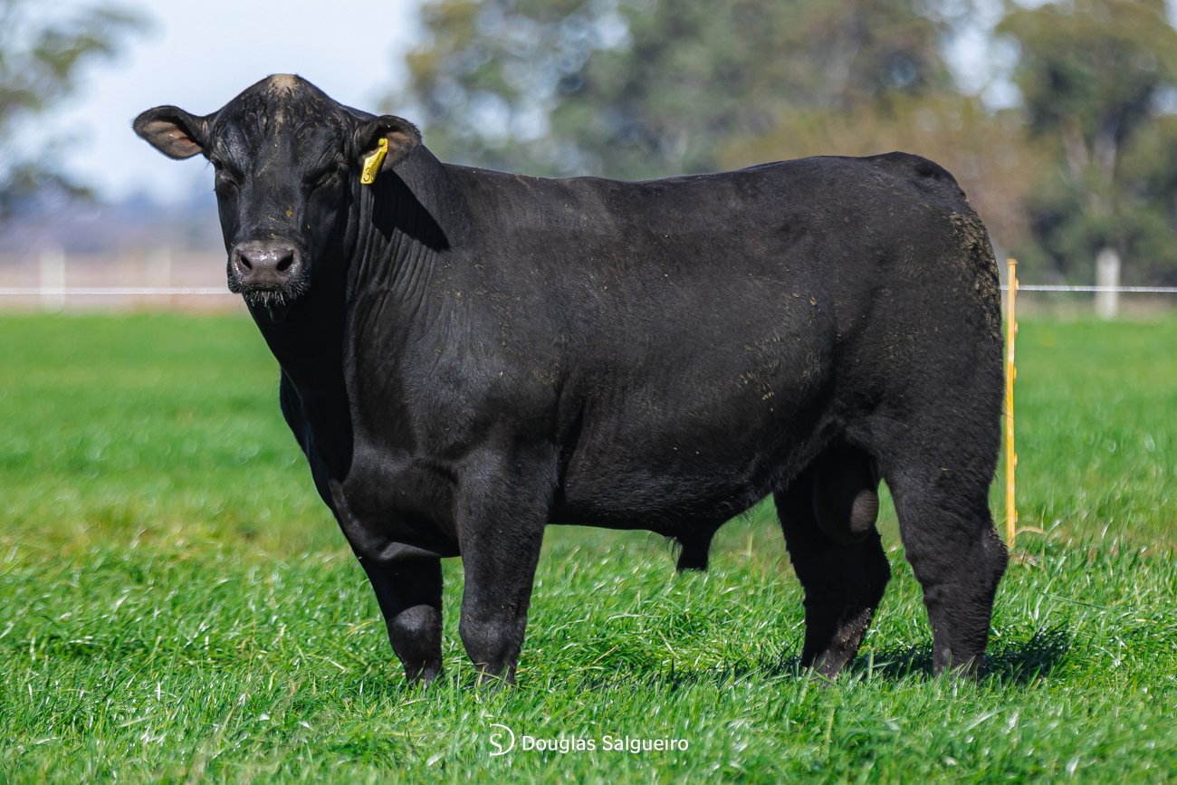 TOURO ANGUS - TAT: 3095