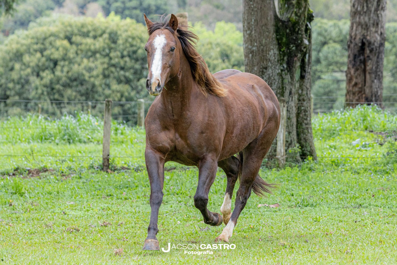 JOIA RARA BET BELL - P414068