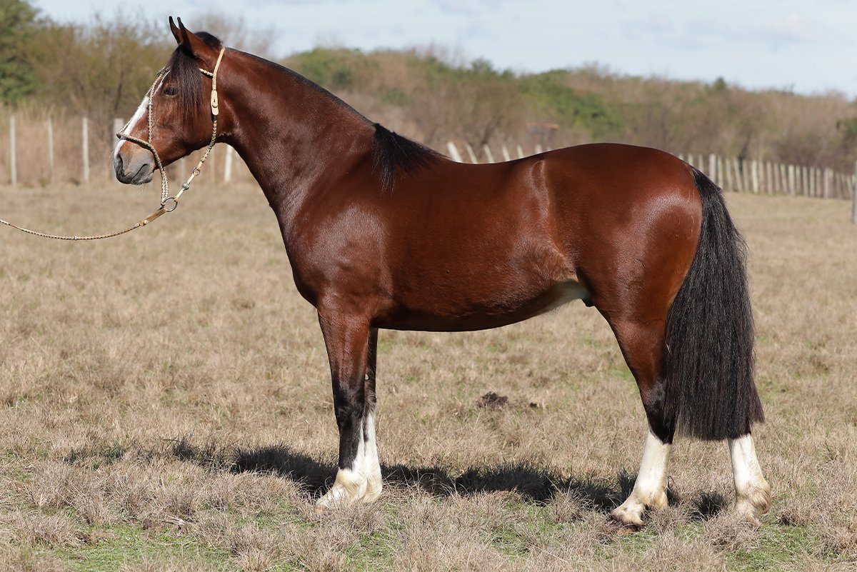MILONGUEIRO DE SÃO BIBIANO 