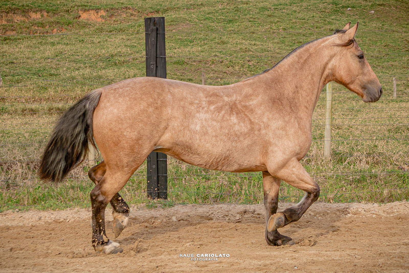 GUASCA INGRATA
