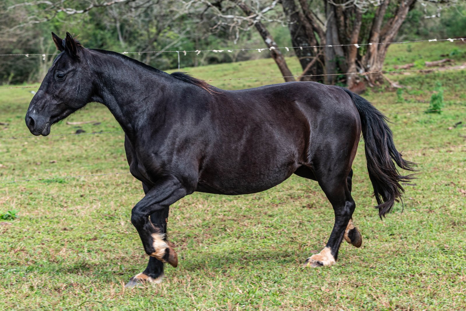 BARILA DOS CASTANHEIROS