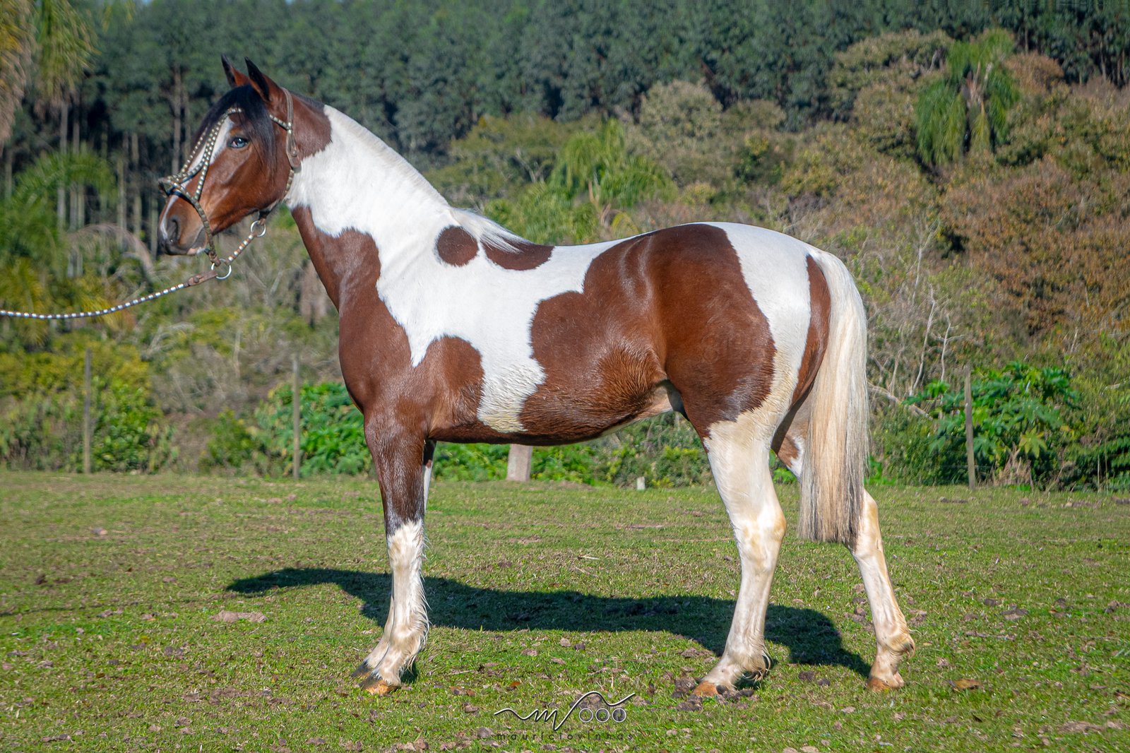 SIMBRONAÇO DO MAKO (Cota de 50%)