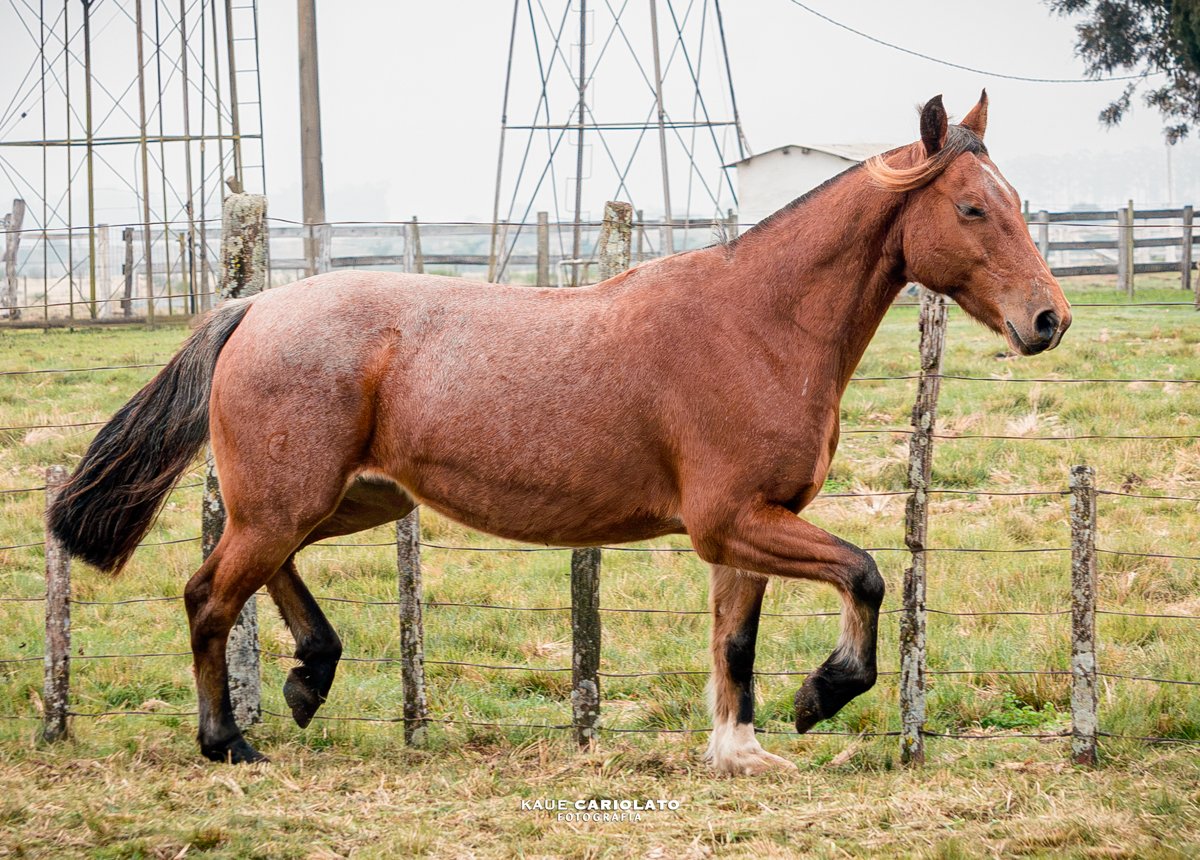 CAMB GAROA 538