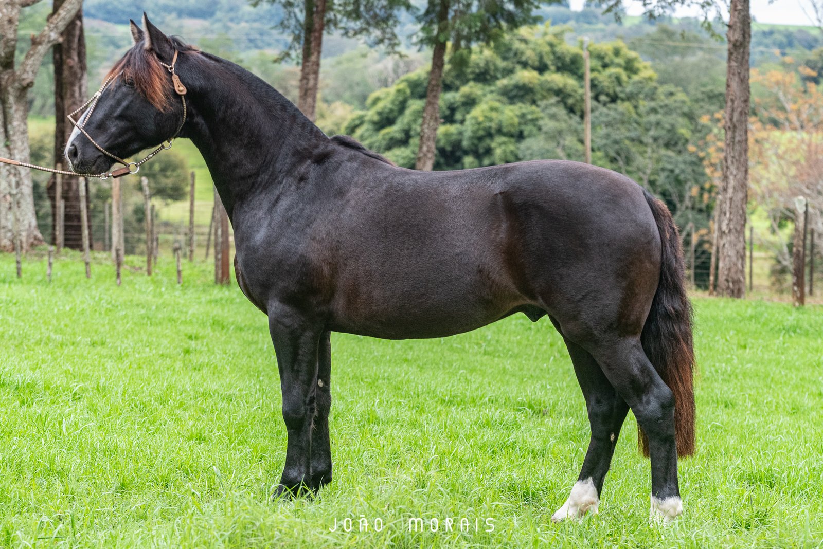 URÂNIO DA TAIMÃ