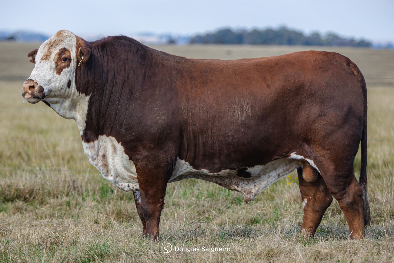 TOURO BRAFORD - TAT: N439