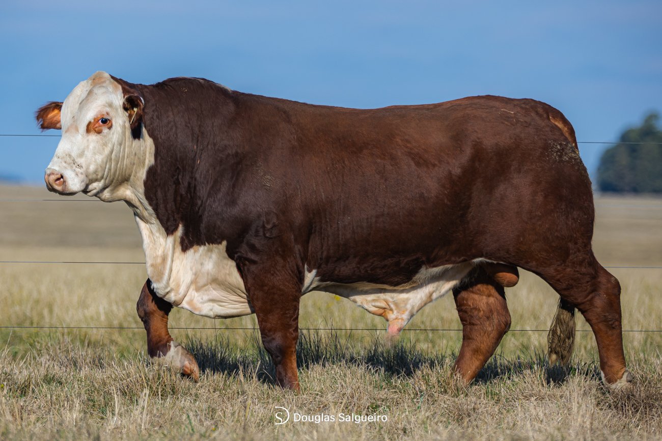 TOURO BRAFORD - TAT: N 639