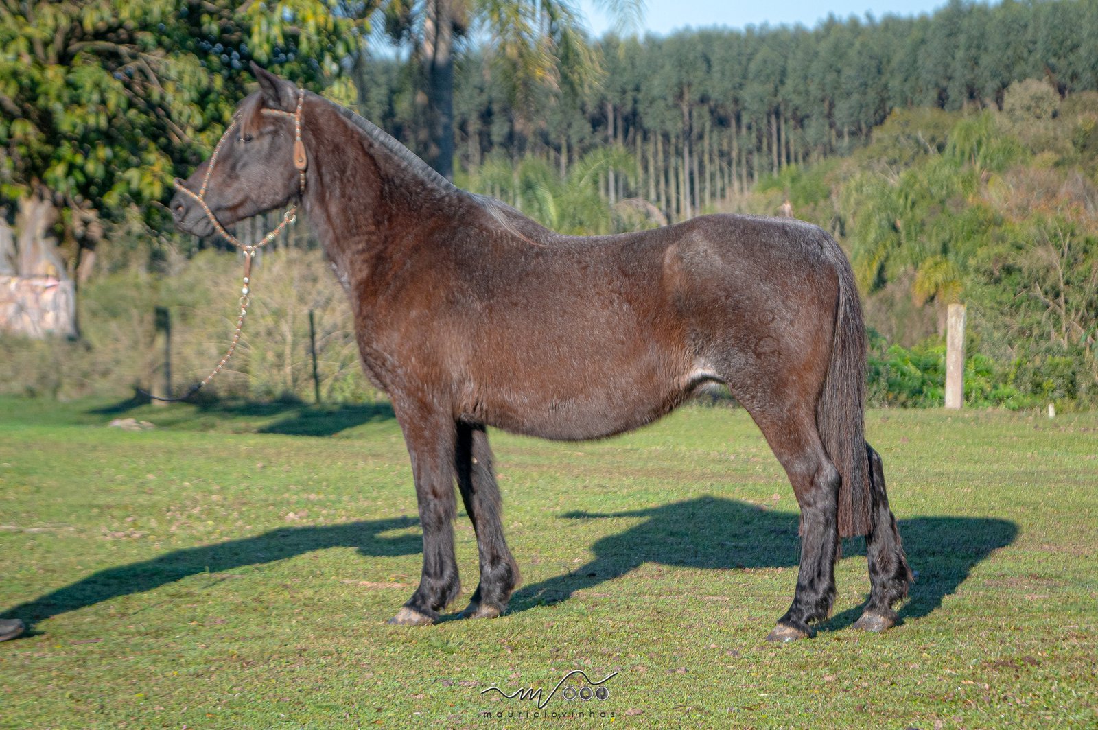 XERETINHA DE SANTA EDWIGES