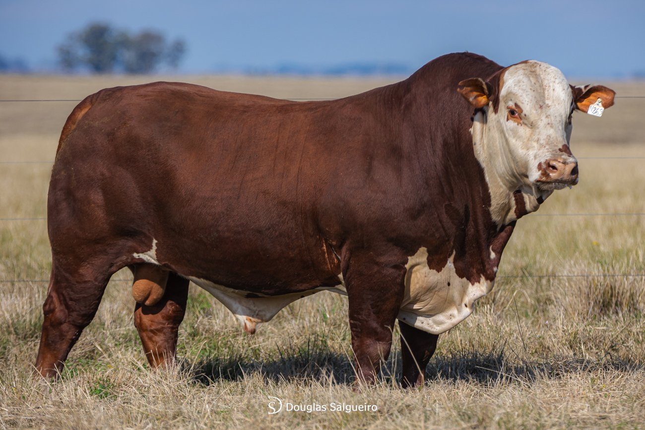 TOURO BRAFORD - TAT: N269
