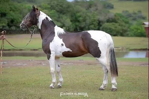 ILUSTRE EQUADOR