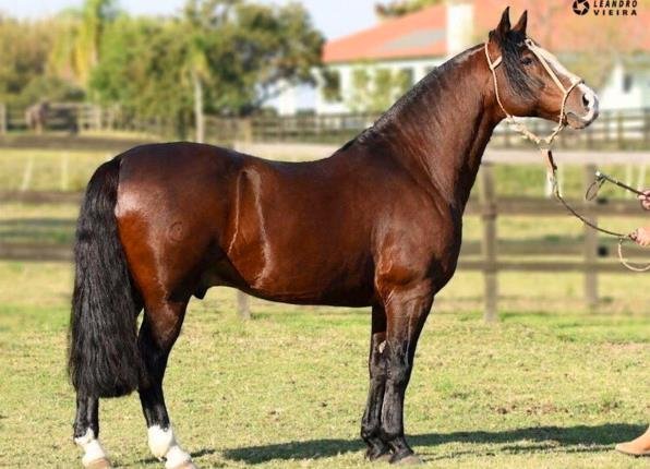 GALO DE SANTA EDWIGES