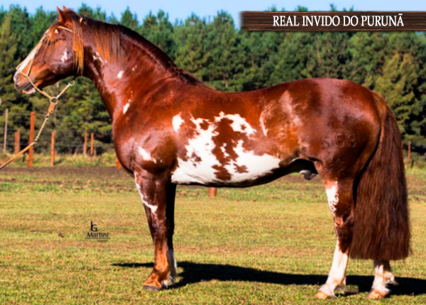 REAL INVIDO DO PURUNÃ