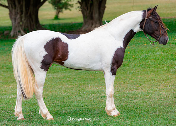 BORDADO DA RECONQUISTA