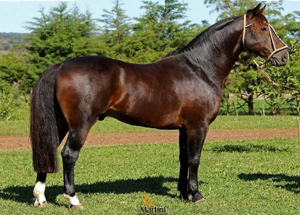 ITAPORORÓ DE LOS CAMPOS