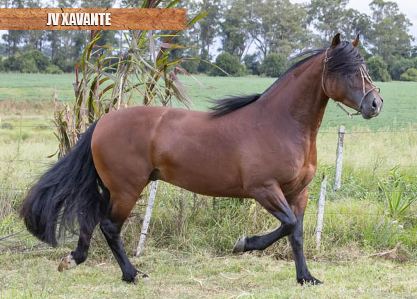 JV XAVANTE