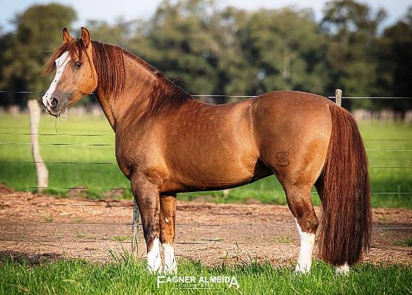 AS MALKE TORMENTO-TE