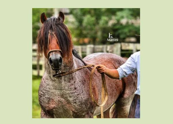 ESTE MOÇO DO ACEGUÁ 