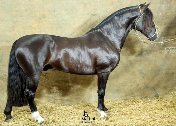 RZ AGUACERO II DA CARAPUÇA-TE