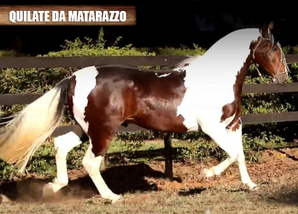 QUILATE DA MATARAZZO